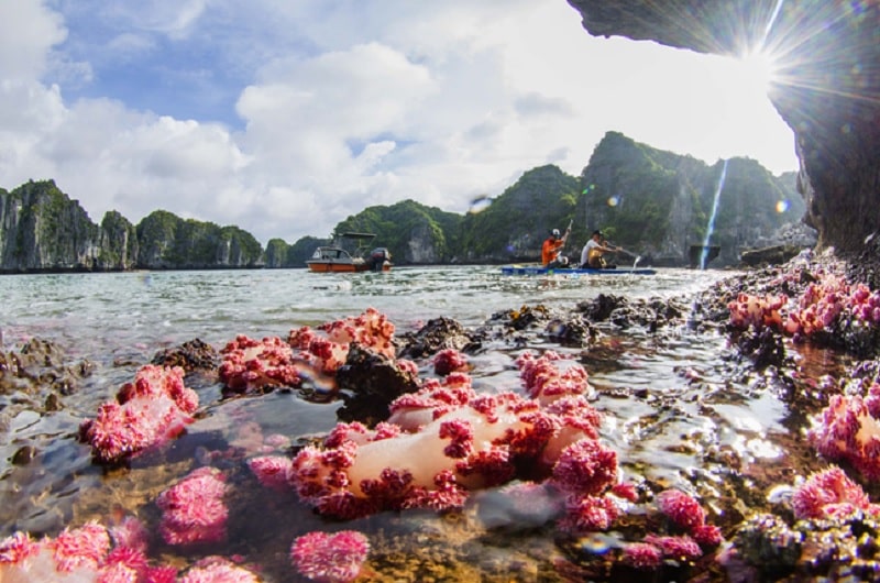 Hệ sinh thái san hô tại Cống Đỏ Hạ Long