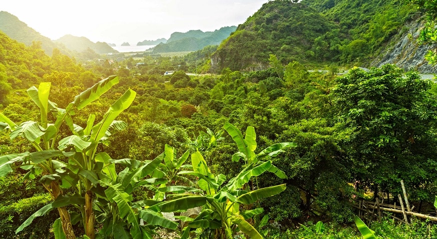 Vườn Quốc Gia Cát Bà: Hướng dẫn khám phá từ A-Z 4 Hệ sinh thái rừng nhiệt đới