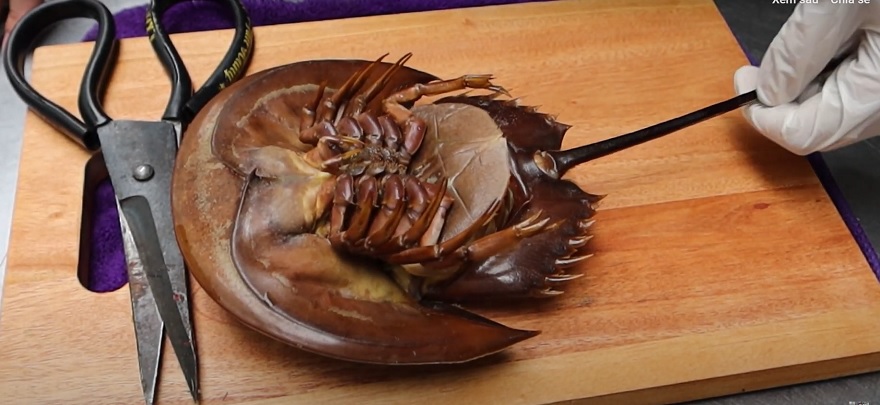 Chế biến sam là công đoạn đồi hỏi sự tỉ mỉ