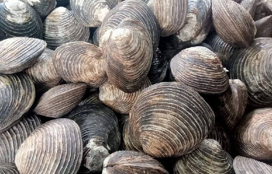 Con Ngán là một trong những đặc sản nổi tiếng nhất Quảng Ninh