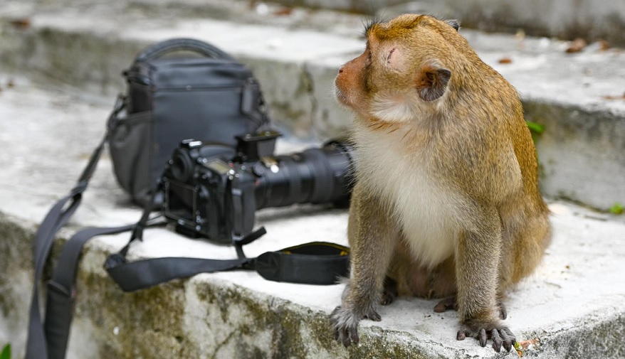 Những chú khỉ đuôi dài (Macaca fascicularis) thương xuyền xuất hiện tại các bãi biển 