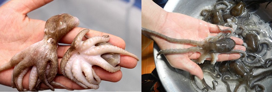 Con ruốc đặc sản chứ danh của Quảng Ninh 8 Phân biệt ruốc chân ngắn và chân dài