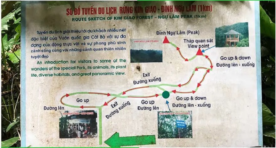 Vườn Quốc Gia Cát Bà: Hướng dẫn khám phá từ A-Z 10 Sơ đồ du lịch rừng Kim Giao - Đỉnh Ngự Lâm