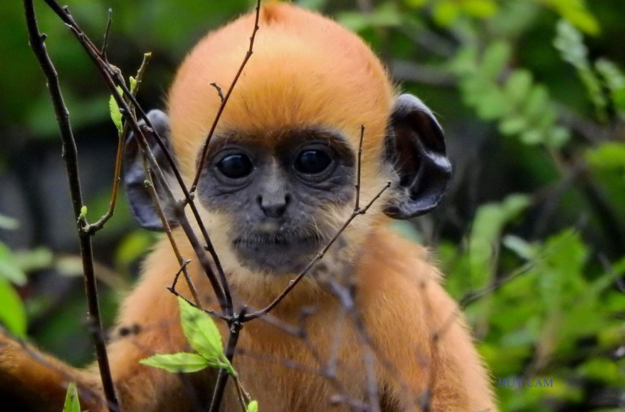 Vườn Quốc Gia Cát Bà: Hướng dẫn khám phá từ A-Z 5 Voọc Cát Bà (Trachypithecus poliocephalus) iện tại số lượng hiện còn khoảng 70 cá thể