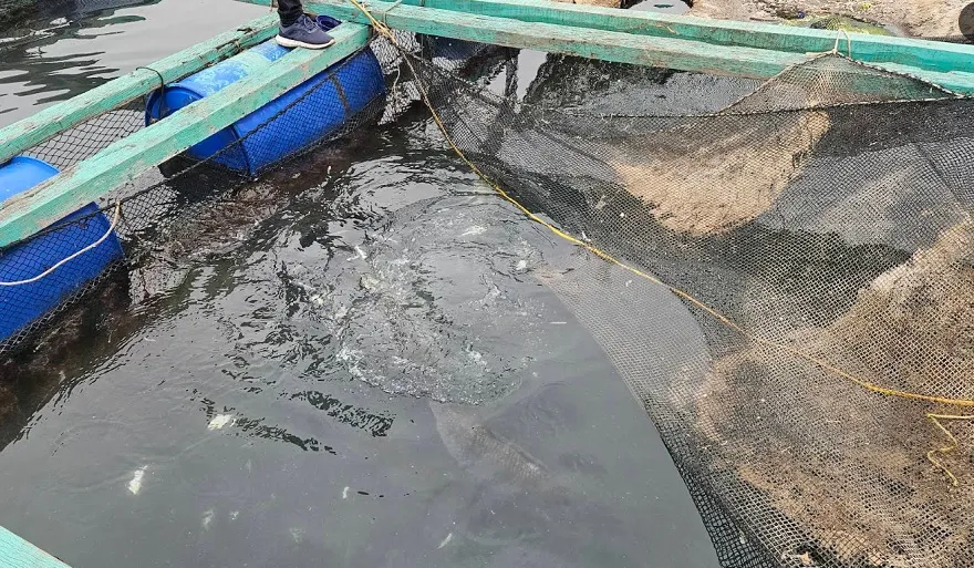 Kỹ thuật nuôi cá trong bè của ngư dan làng chài Cái Bèo