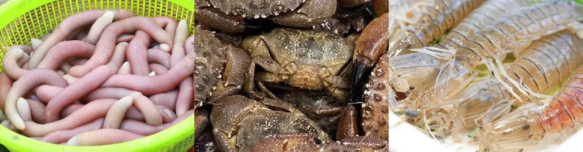 Hạ Long là thành phố biển nổi tiếng với nhiều hải sản tươi sống như Sá Sùng, Cù Kỳ, Bề Bề