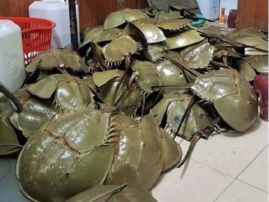 Sam biển là một trong những món hải sản đặc biệt tại Quảng Ninh